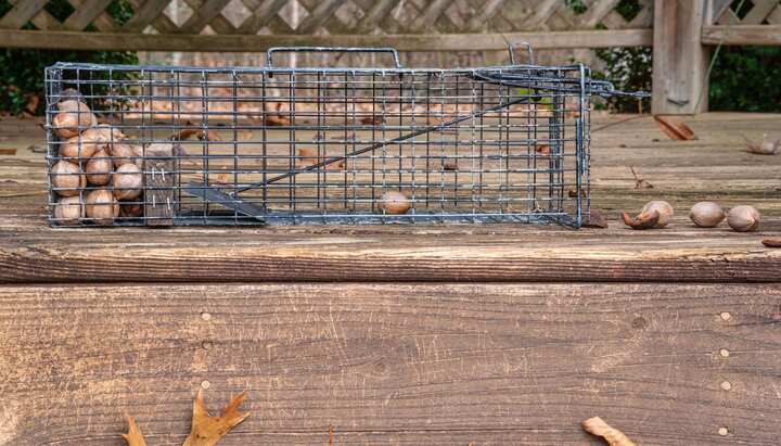 Professional-Wildlife-Control in Rochester