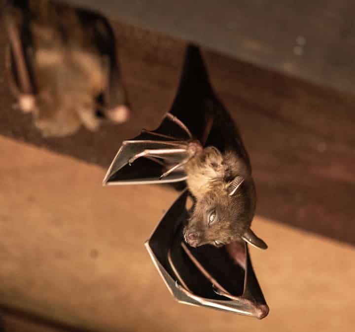 Wildlife-Bats in Rochester